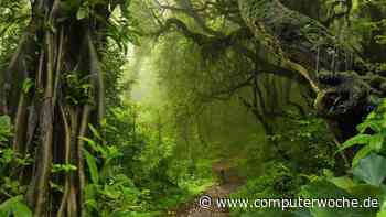 Service Provider: Wer sorgt für Durchblick im Salesforce-Dschungel?