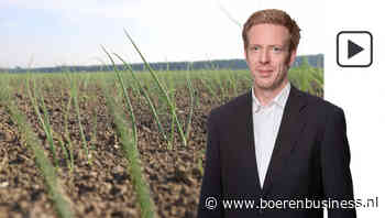 Verschillen in uien zijn op meerdere vlakken enorm