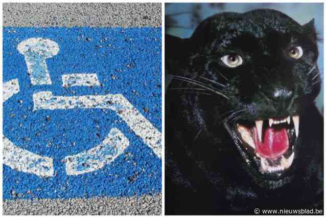 Vrouw (63) ontkent dat ze politieman krabde na bemoeizucht: “Ze noemen haar nu de panter van Sint-Idesbald”