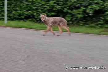 Zwervende wolf doodgereden in Zoersel