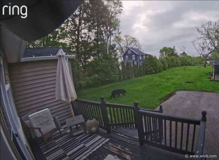 Bear spotted in Batavia backyard; here's what to know