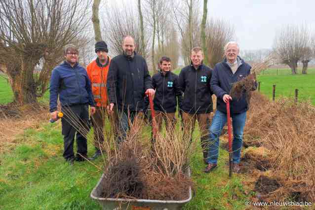 Vandalen rukken voor de tweede keer net aangeplante struiken uit in Beverhoutsveld: “ We hebben klacht ingediend bij de politie”