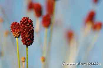Bermen worden vroeger gemaaid om Grote Pimpernel meer kansen te geven