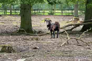 Laatste moeflon van dierenpark in Kelchterhoef vindt nieuwe familie