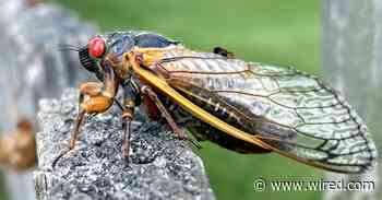 The Earth Is About to Feast on Dead Cicadas