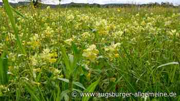 Einblicke in das Mähwiesenprojekt im Landkreis Landsberg