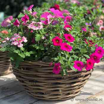 Moederdag in Overijssel: bloemisten en tuincentra fleuren door topdrukte helemaal op