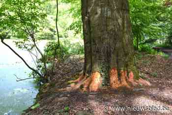 Ambitieuze bever in Park de Renesse ‘vergrijpt’ zich aan forse beuk
