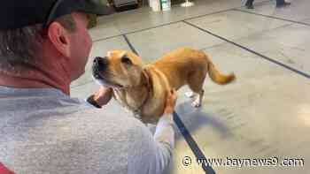 Therapy dog helps Palmetto first responders de-stress on the job