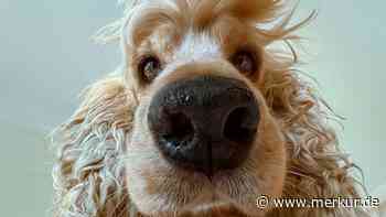 15 Fotos, die Sie zum Lachen bringen: Die lustigsten Haustierfotos von 2024