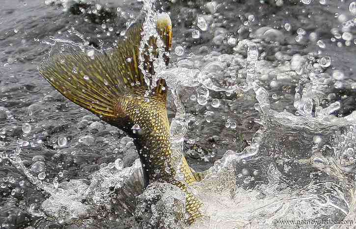 The Joy of Fishing: Choosing the Perfect Rod for Your Grandchild