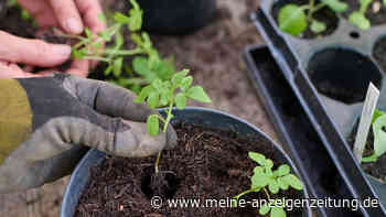 Es drohen bis zu fünf Jahre Haft: Diese Pflanze darf keinesfalls in Ihrem Garten stehen