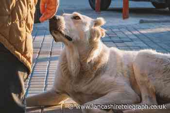 Can dogs smell cancer in humans? Research and diagnosis