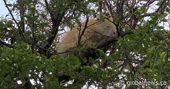 Rare albino porcupine spotted in Medicine Hat