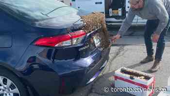 Swarm of 20,000 bees gather around woman’s car west of Toronto