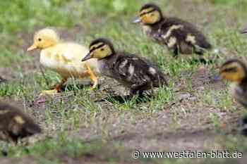 Enten in der Grube: Feuerwehr Höxter sammelt 15 Küken ein