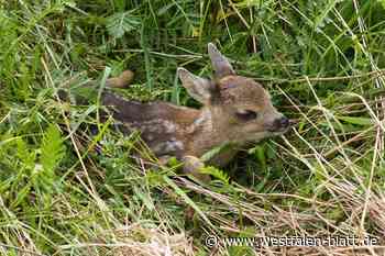 Kreis Höxter: Wildtierrettung ist ein Herzensanliegen der Bauern