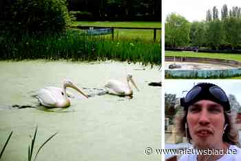 Wat is er echt aan de hand in het pretpark dat Acid met de grond gelijkmaakte? “Het is al snel duidelijk dat het hier geen Plopsaland is”