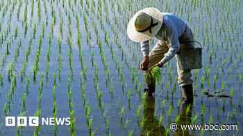 How crops are being disaster-proofed