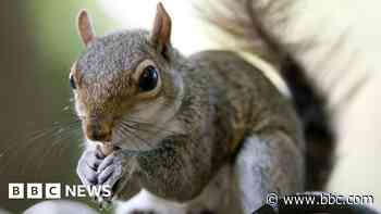 Island fights back grey squirrel invasion