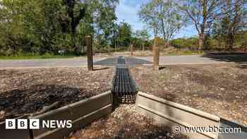 Tunnel of love? Cautious adders get a helping hand