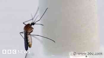 Mosquitoes found across Scotland as temperatures rise