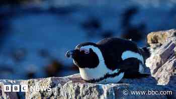 Fight to save African penguin goes to law