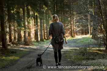 3 of the best dog-friendly walks in the Forest of Bowland