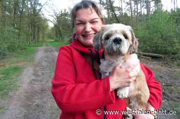Chester – ein Löwenhund zum Knuddeln