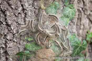 Straßenmeisterei bekämpft den Eichenprozessionsspinner