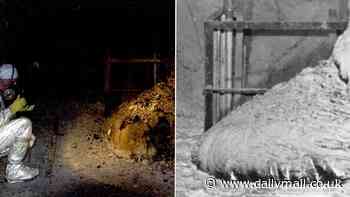 Revealed: The most dangerous object on EARTH that can kill you in two days if you look at it for just 5 minutes