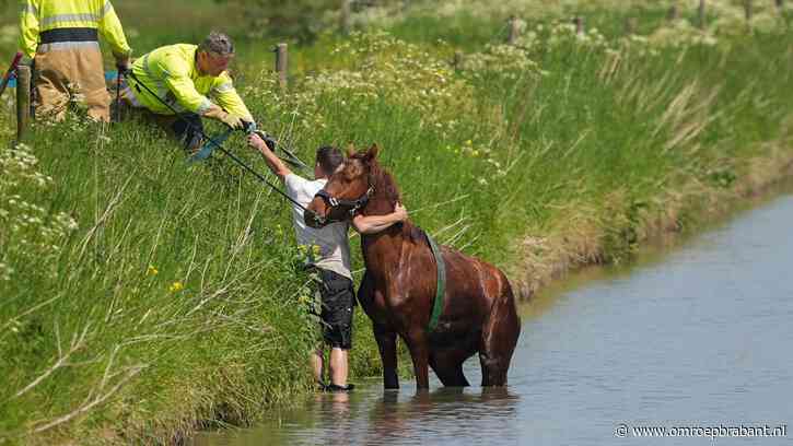 Paard belandt in sloot, brandweer doet reddingspoging