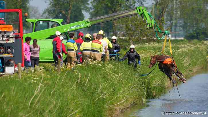 Paard uit sloot met water getild door brandweer