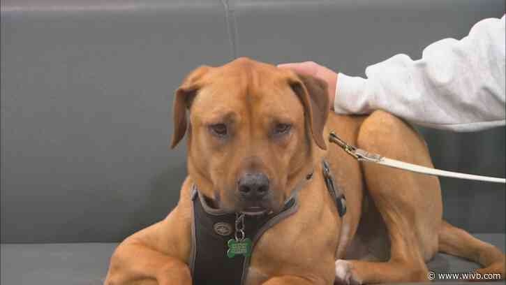 Wake Up Wags: Ranger looking for a forever home