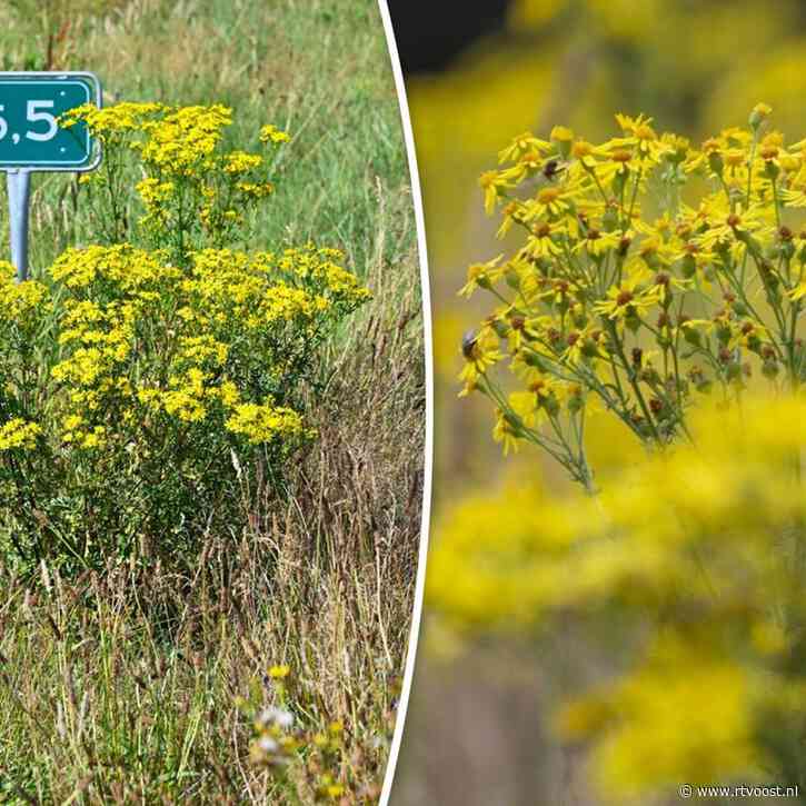 Dit plantje bezorgt Enschedese boer kopzorgen