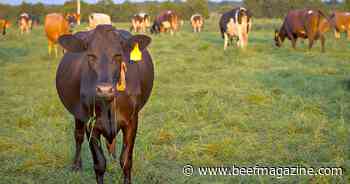 AgriWebb raises $7.2m to fuel further innovation in sustainable beef production