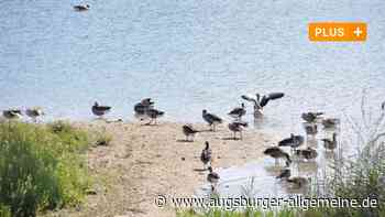 Nach umstrittener Gänsejagd am Plessenteich: 430 Eier angestochen