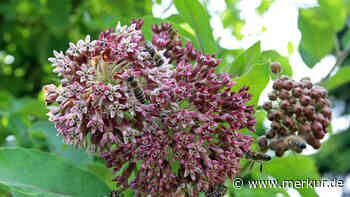 Bis zu 50.000 Euro Strafe: Welche Blumen Sie keinesfalls in Ihren Garten pflanzen sollten