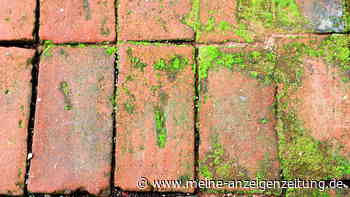 Grünbelag auf Pflastersteinen vorbeugen: Wer rechtzeitig schrubbt, ist im Vorteil