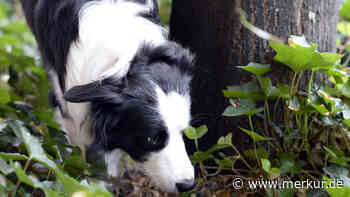 Tödliche Tier-Seuche nahe München nachgewiesen – Behörde rät zur Impfung