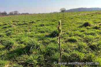 An der Wertherstraße in Spenge entsteht ein neuer Wald