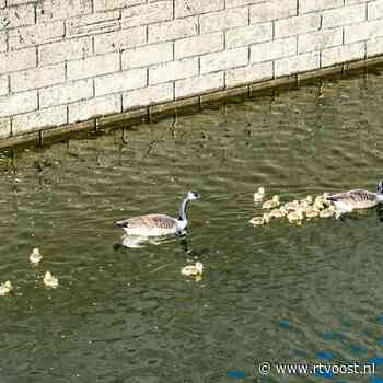 Groep ganzen en hun kuikens in het nauw in sluis Deventer