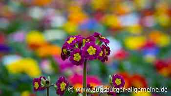 Balkonpflanzen aus Supermarkt in Schongau entwendet