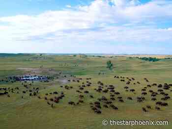 Cree filmmaker’s documentary explores 'buffalo justice' and a vision for herds returning