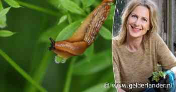 Slakkeninvasie in de tuin: wat werkt wel en wat totaal niet tegen deze glibberige plaag
