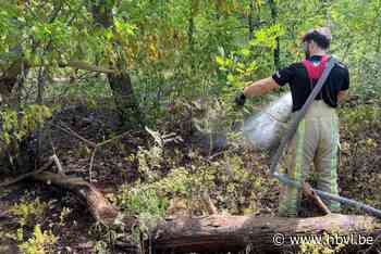 Bosbrandje nabij psychiatrisch centrum Rekem