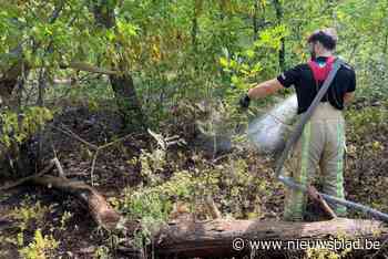 Bosbrandje nabij psychiatrisch centrum in Rekem