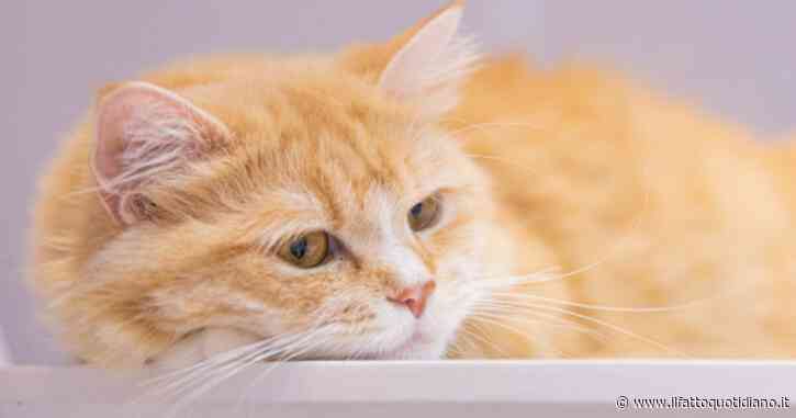 Quali gatti vivono di più? Uno studio ha analizzato le aspettative di vita di più razze. Ecco i risultati