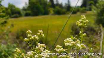 So wird die Naturerbefläche südlich von Landsberg gepflegt