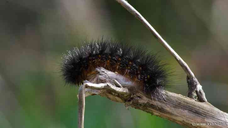 Black caterpillars in Texas: Are they poisonous?